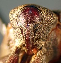 Zascelis irrorata