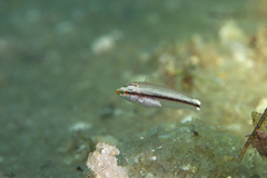 Halichoeres scapularis