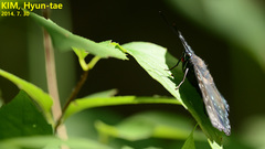 Dichorragia nesimachus