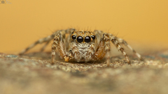 Euophrys leipoldti