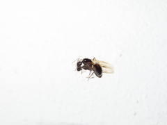 Camponotus foreli