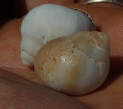 Trigonephrus
