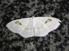 Problepsis digammata