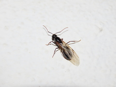 Camponotus foreli