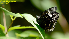 Dichorragia nesimachus