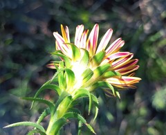 Oedera capensis