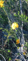 Oedera capensis