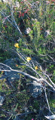 Oedera capensis