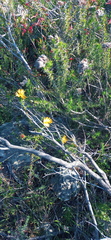 Oedera capensis