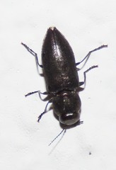 Melanophila cuspidata