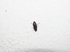 Melanophila cuspidata