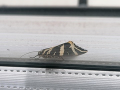 Euplagia quadripunctaria