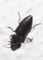 Melanophila cuspidata