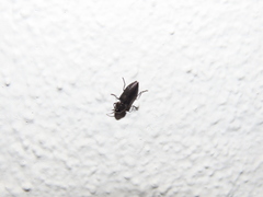 Melanophila cuspidata