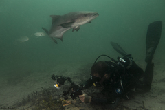 Rachycentron canadum