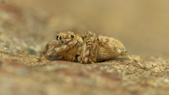 Euophrys leipoldti