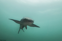 Rachycentron canadum