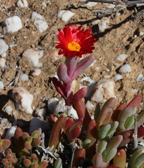 Malephora purpureocrocea
