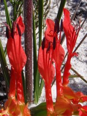 Babiana ringens australis
