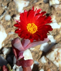 Malephora purpureocrocea