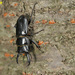 Serrognathus consentaneus - Photo (c) Kim, Hyun-tae, μερικά δικαιώματα διατηρούνται (CC BY)