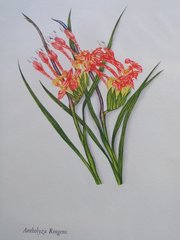 Babiana ringens australis