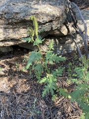 Phacelia denticulata