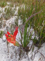 Babiana ringens australis
