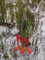 Babiana ringens australis