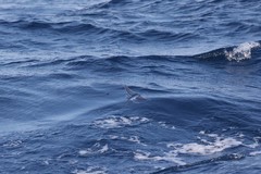 Cheilopogon