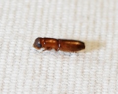 Euplatypus compositus