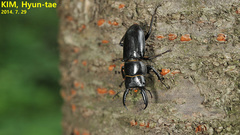 Serrognathus consentaneus