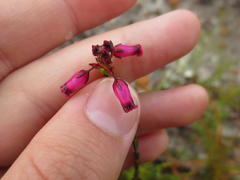 Erica cristata