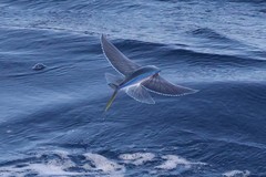 Cheilopogon
