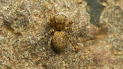Euophrys leipoldti