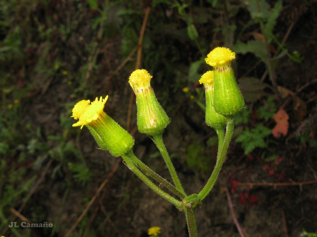 Senecio lividus