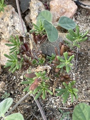 Portulaca californica