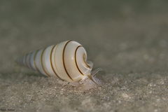 Pyramidella dolabrata