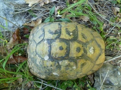 Testudo hermanni boettgeri
