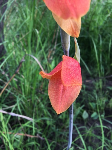 Gladiolus dalenii image