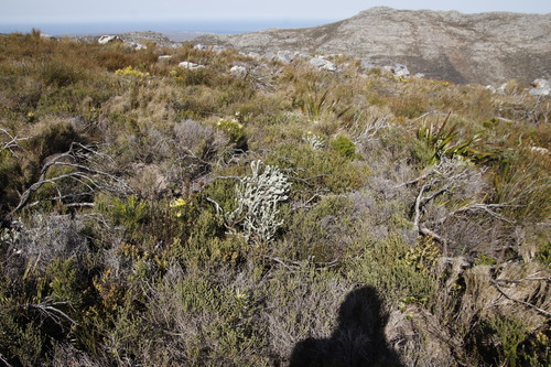 Image of Tile Capesaffron (Gnidia imbricata) by (c) Tony Rebelo, some rights reserved (CC BY-SA)
