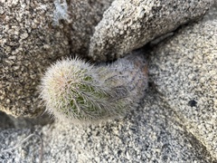 Echinocereus sciurus