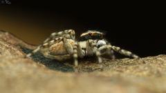 Euophrys leipoldti