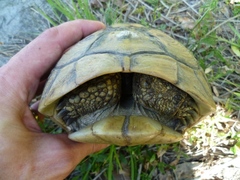 Testudo hermanni boettgeri