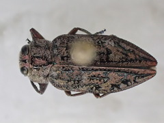 Chrysobothris trinervia