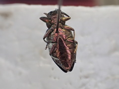 Chrysobothris trinervia