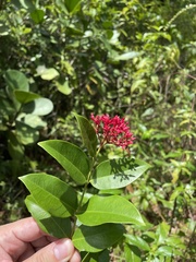 Pinochia corymbosa portoricensis