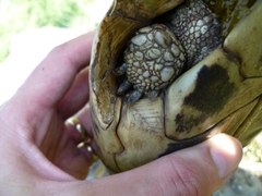 Testudo hermanni boettgeri