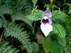 Impatiens cymbifera