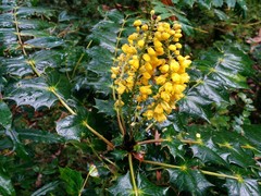 Berberis napaulensis
